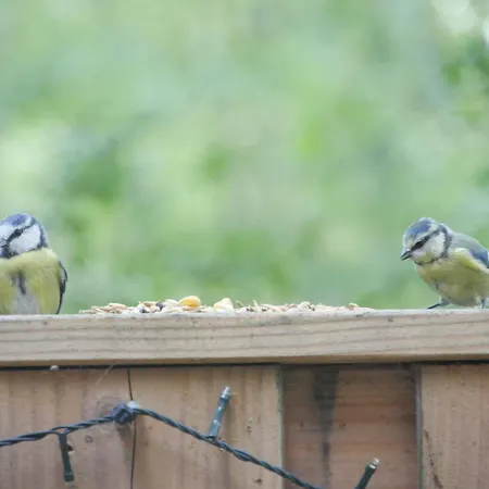 139 Hakuna Matata Шале