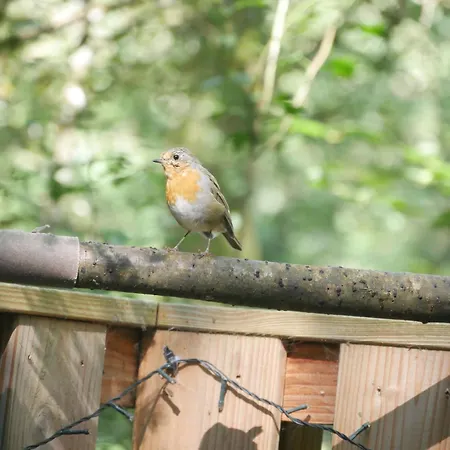 139 Hakuna Matata Шале *