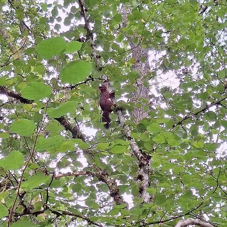 139 Hakuna Matata Шале Дюрбюи